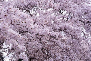 Kiraz Çiçeği 'nin yakın çekimi ya da Sakura olarak bilinir..