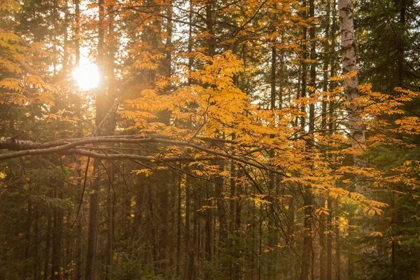 Shushenskiy Bor doğa parkına git. Khakassia.