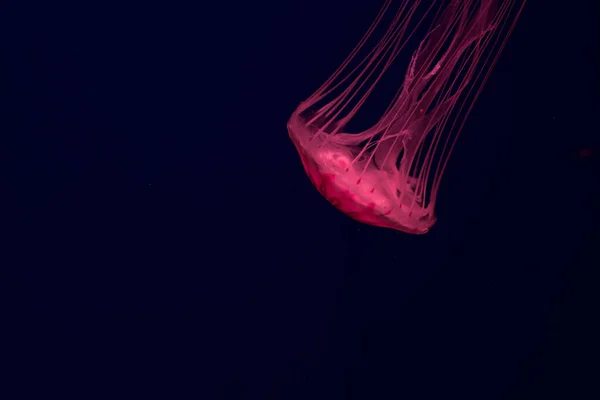 Karanlık Bir Arka Planda Denizanası — Stok fotoğraf