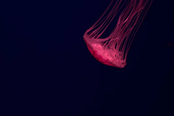 Meduse Sfondo Scuro — Foto Stock