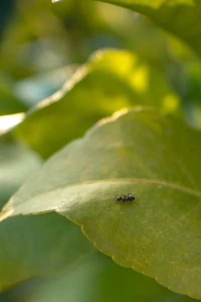 Beyaz ve temiz bir dokuda doğal ve ekolojik yumurta.