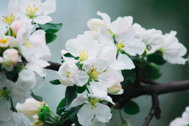 Bahar beyaz çiçekleri güneşli bir bahar beyaz şamandırası