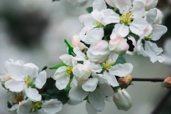 Bahar beyaz çiçekleri güneşli bir bahar beyaz şamandırası