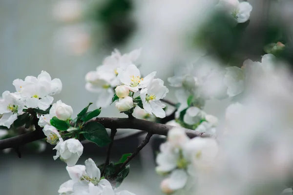 Bahar beyaz çiçekleri güneşli bir bahar beyaz şamandırası