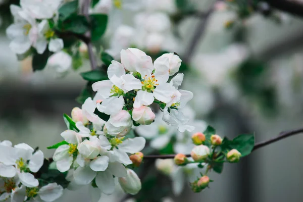 Bahar beyaz çiçekleri güneşli bir bahar beyaz şamandırası