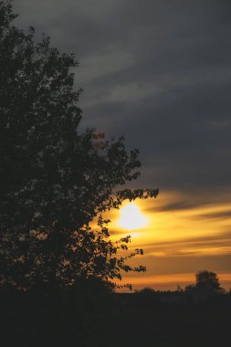 Gün batımında siyah ağaçlar