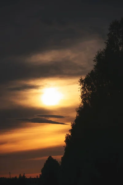 Gün batımında siyah ağaçlar