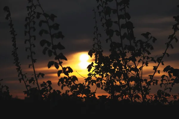 Gün batımında siyah ağaçlar