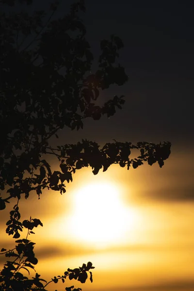 Gün batımında siyah ağaçlar