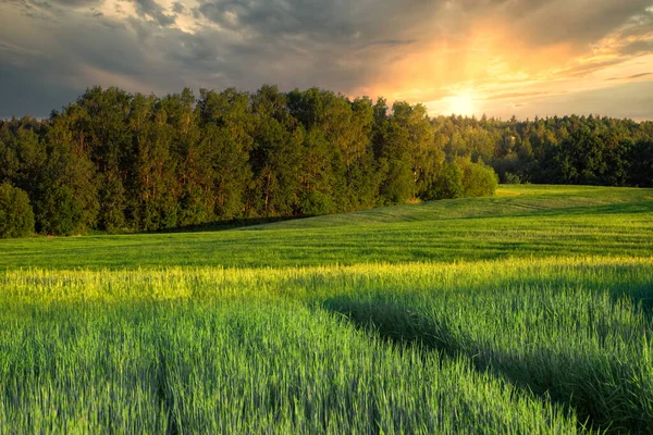 Bellissimo Paesaggio Primaverile Estivo Con Alberi Forestali Giovani Germogli Verdi — Foto Stock