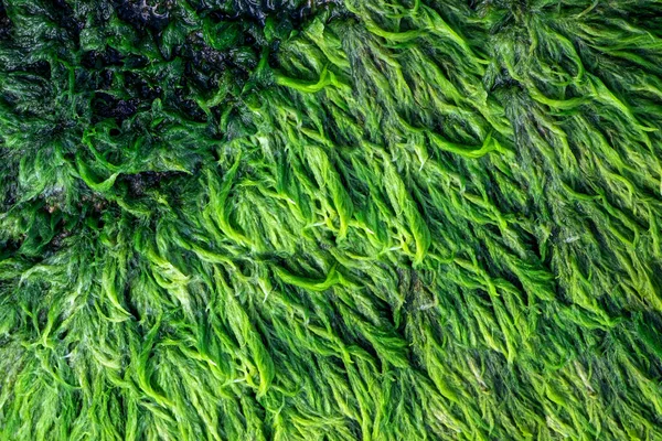Zöld Alga Közeli Fedett Gránit Szikla Egy Folyómederben Mocsári Alga — Stock Fotó