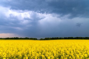Yağ tohumu tecavüz tarlası. Mavi gökyüzü ile anola.