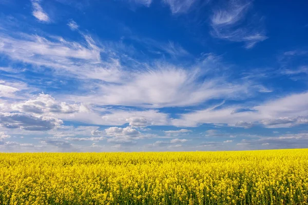 Жовте Квіткове Поле Зґвалтування Блакитне Небо Красивими Хмарами Влітку — стокове фото