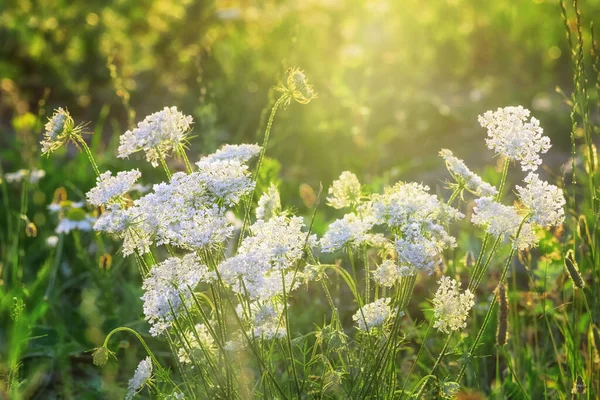 Belo Fundo Verão Com Flores Brancas Livre Sob Luz Solar — Fotografia de Stock