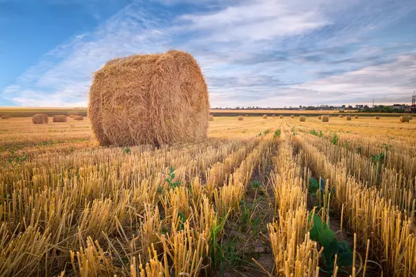美丽的乡村风景 收获田里的圆形稻草包 乌云笼罩蓝天 — 图库照片