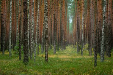 Çam ve huş ağaçlarıyla dolu sonbahar ormanı. Rusya
