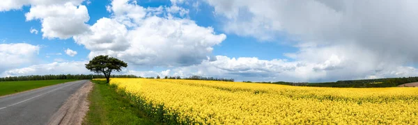 Асфальтована Дорожня Панорама Сільській Місцевості Сонячний Літній День Тлі Квітучого — стокове фото