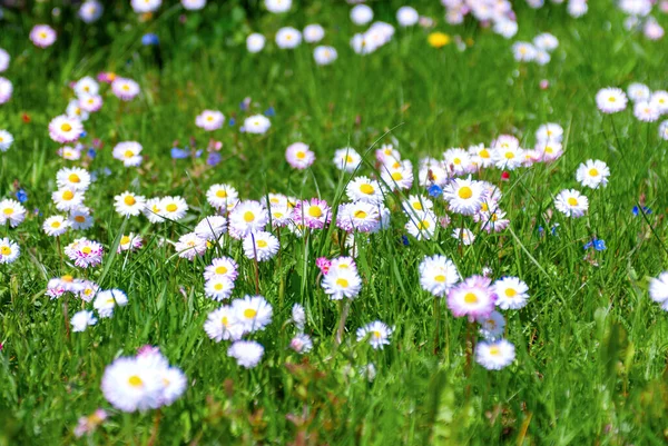 Lot White Pink Flowers Daisies Green Lawn Daisy Flower Wild — Stock Photo, Image