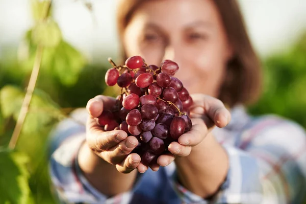 女人在葡萄园里采摘葡萄 — 图库照片
