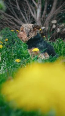 Dikey köpek Yorkshire Teriyeri, sarı çiçeklerle çimlerin üzerinde yakın plan oturuyor.