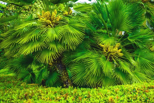 Пальма зеленеет солнечным днем — стоковое фото