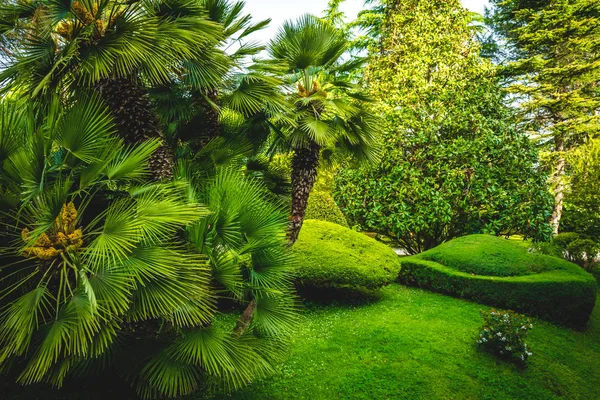 Palmeras césped verde día soleado —  Fotos de Stock