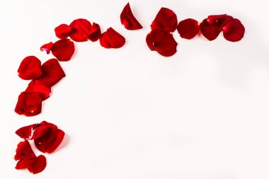 Beyaz zemin üzerine kırmızı bir gül çizgili yay yaprakları