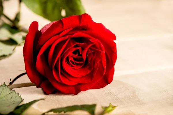 Горизонтальная фотография красной розы на деревянном столе — стоковое фото