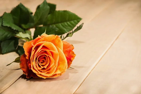 Фото цветной чайной розы на деревянном столе — стоковое фото