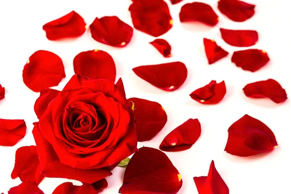 Красная роза и лепестки роз на белом фоне — стоковое фото