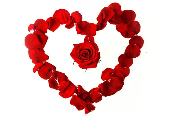 Красная роза вокруг ее красных лепестков в форме сердца на белом — стоковое фото
