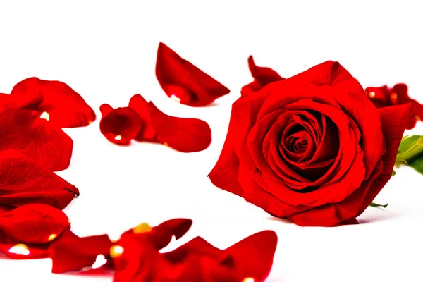 Rosa rossa intorno ai suoi petali rossi su sfondo bianco Fotografia Stock