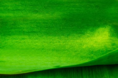 yeşil arka plan doku yeşil yaprak