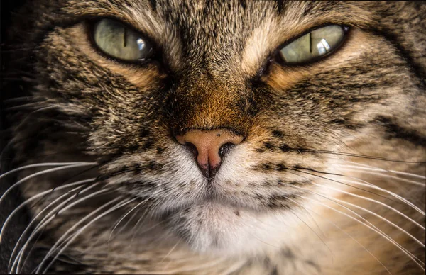 Foto del hocico del gato de cerca —  Fotos de Stock