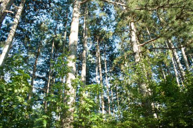 Sırbistan, güzel yeşil orman çam ormanı.
