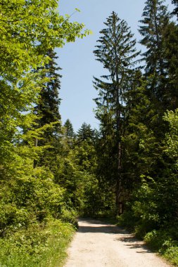 Yeşil yaz ormanlarında patika