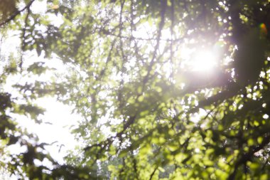 Doğal arka plan bulanık, Soyut Yeşil bokeh arka plan