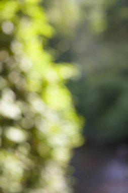 Doğal arka plan bulanık, Soyut Yeşil bokeh arka plan