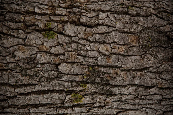 Old Wood Tree Texture Background Pattern,copy space for your tex