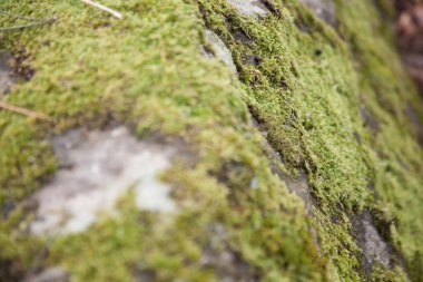 Taş yosun kaplı. Binanın eski duvar. Yeşil yosun, seçici odak