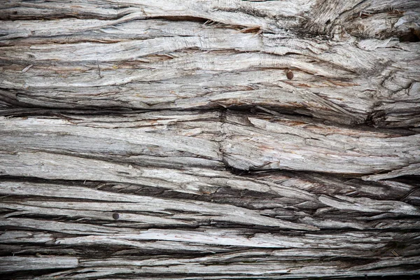 Old Wood Tree Texture Background Pattern,copy space for your tex