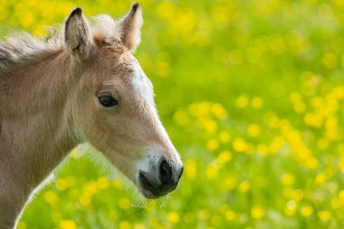 Kehribar Tay Portresi