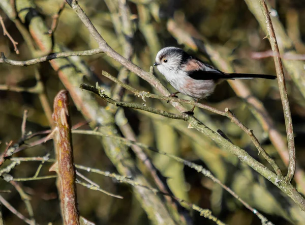 Dlouho sledoval tit — Stock fotografie