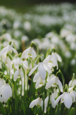 Sabah güneşinde bir kar taneleri tarlası