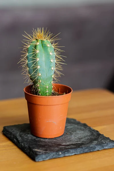 Columnar Cactus Biru Pilosocereus Pachycladus Dalam Panci Plastik Coklat Yang — Stok Foto