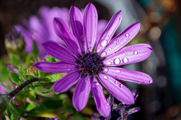 Primer Plano Una Flor Margarita Africana Púrpura Plena Floración Frente — Foto de Stock