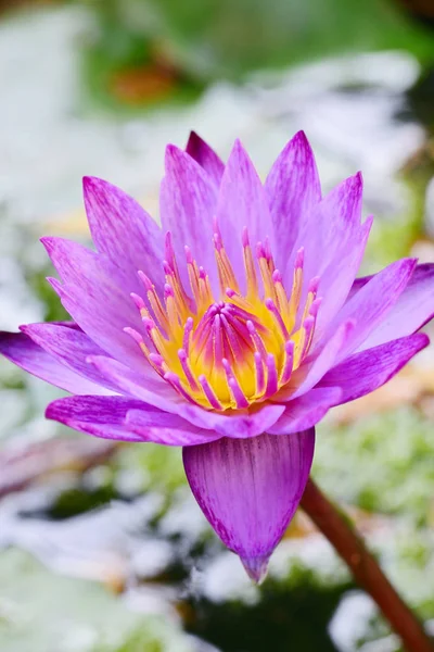 Beautiful purple lotus flower — Stock Photo, Image