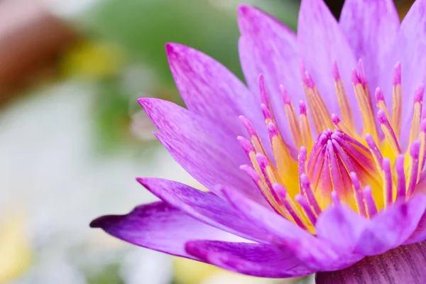 Beautiful purple lotus flower — Stock Photo, Image