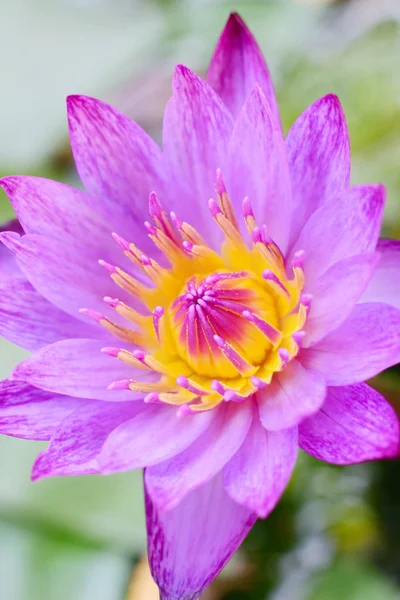 Beautiful purple lotus flower — Stock Photo, Image