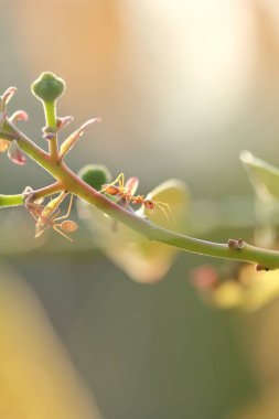 Sabah ağaç dalında karınca hareketi